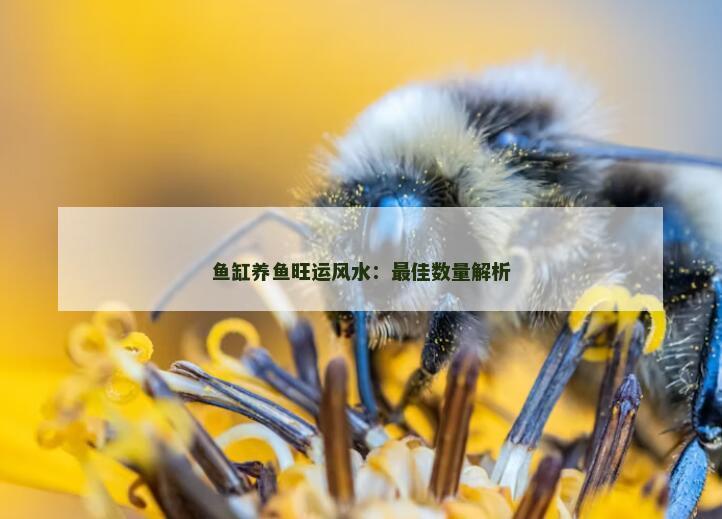 鱼缸养鱼旺运风水：最佳数量解析